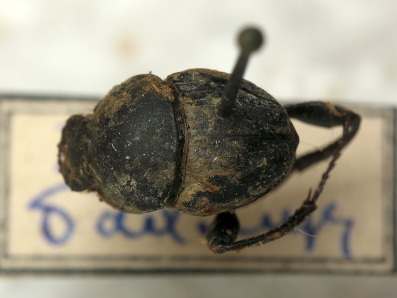 Sisyphus schaefferi (Linnaeus, 1758)